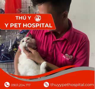Nhân Viên Chơi Với Bé  Mèo