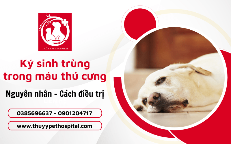 bệnh ký sinh trùng trong máu ở thú cưng