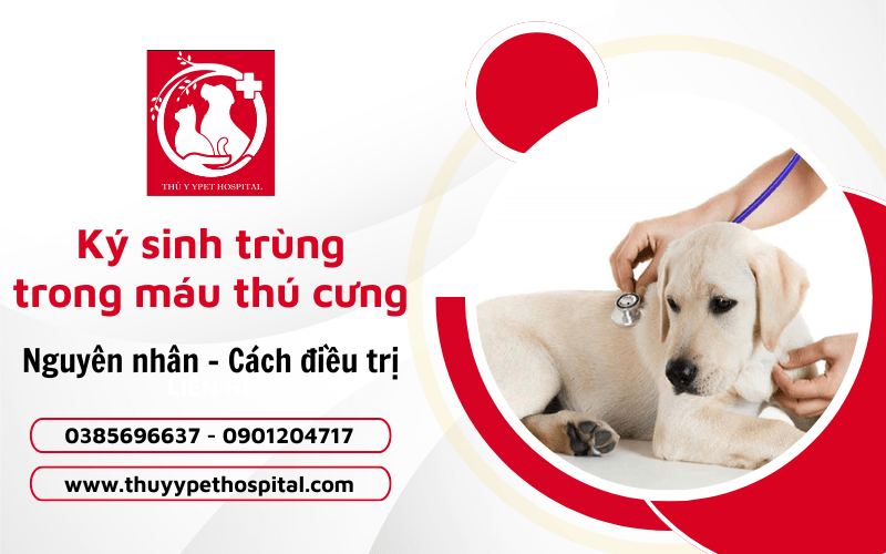 bệnh ký sinh trùng trong máu ở thú cưng