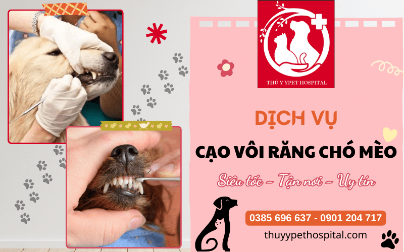 Cạo vôi răng chó mèo