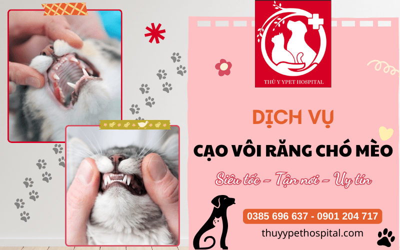 Cạo vôi răng chó mèo