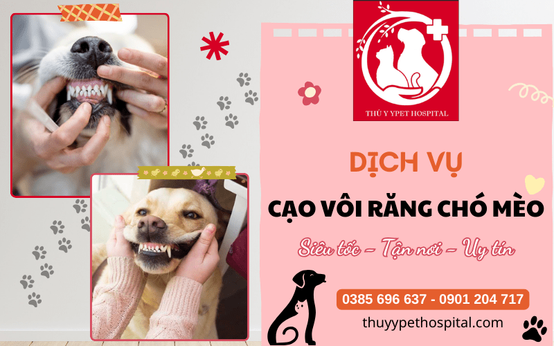 Cạo vôi răng chó mèo