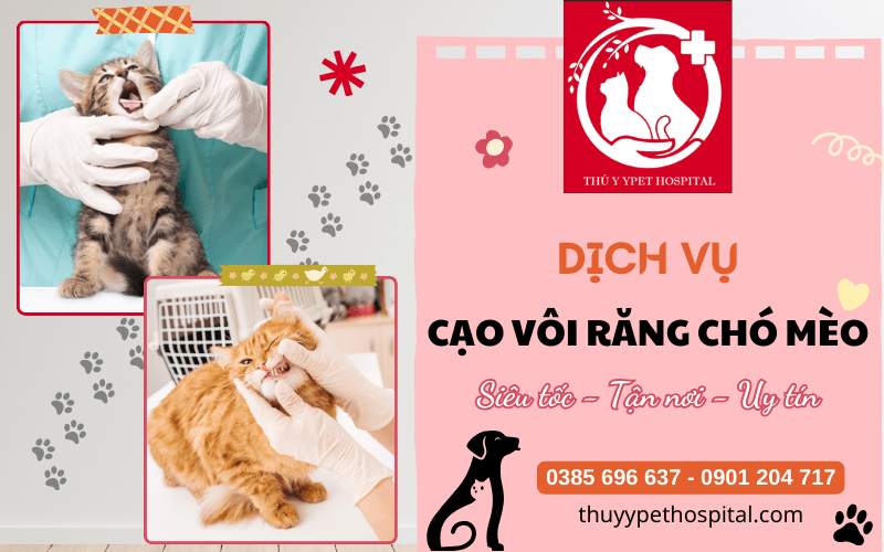 Cạo vôi răng chó mèo