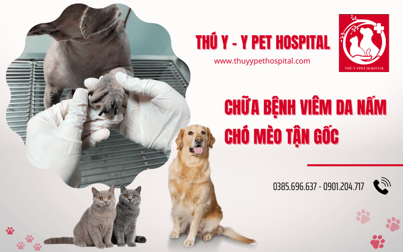 bệnh viêm da nấm chó mèo