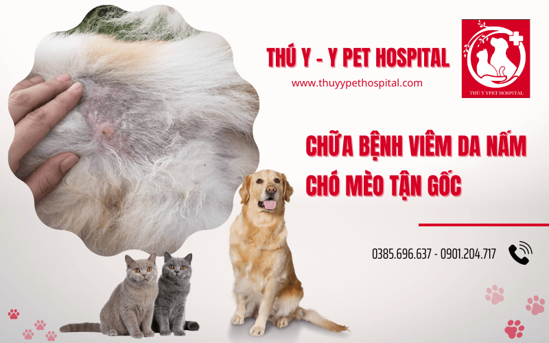 bệnh viêm da nấm chó mèo