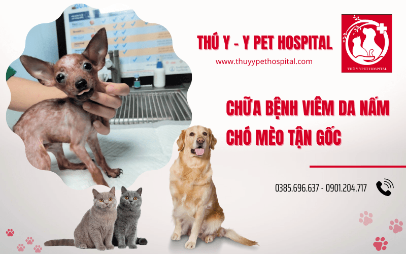 bệnh viêm da nấm chó mèo