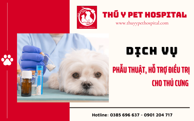 Dịch vụ phẫu thuật, hỗ trợ điều trị cho thú cưng tại Thú Y Pet Hospital