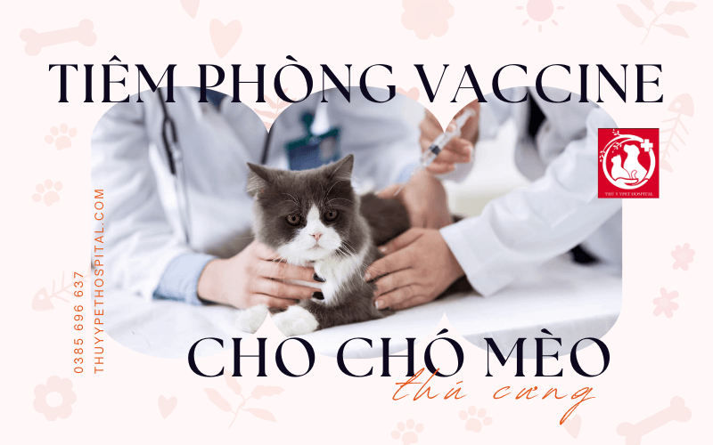 tiêm phòng vaccine