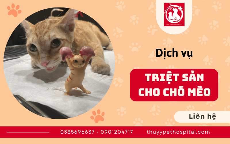 triệt sản cho chó mèo