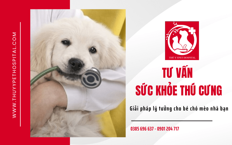 tư vấn sức khỏe thú cưng