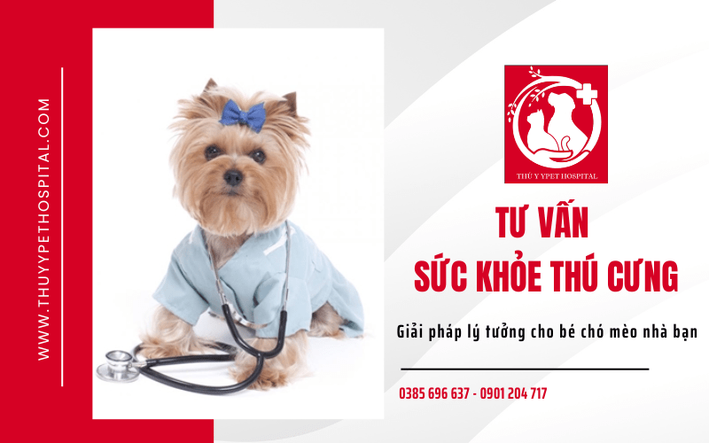 tư vấn sức khỏe thú cưng