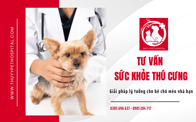 tư vấn sức khỏe thú cưng