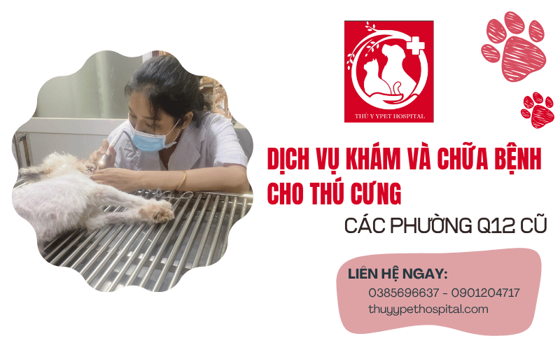 Khám chữa bệnh cho thú cưng quận 12