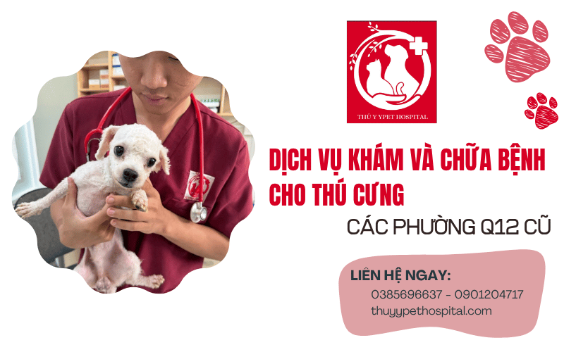 Khám chữa bệnh cho thú cưng quận 12