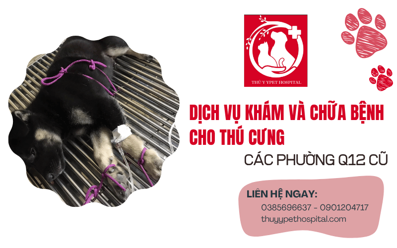 Khám chữa bệnh cho thú cưng quận 12