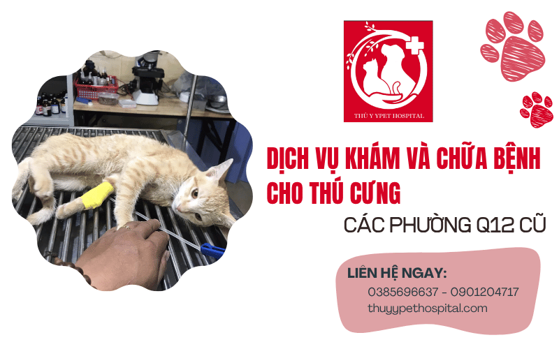 Khám chữa bệnh cho thú cưng quận 12