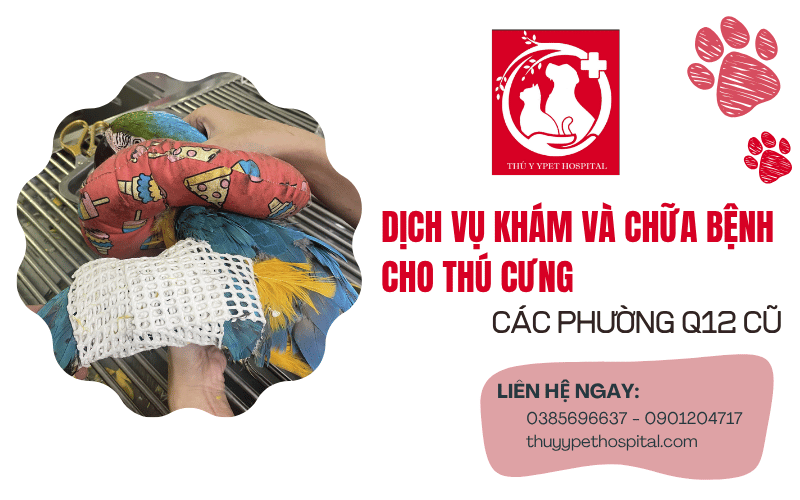 Khám chữa bệnh cho thú cưng quận 12