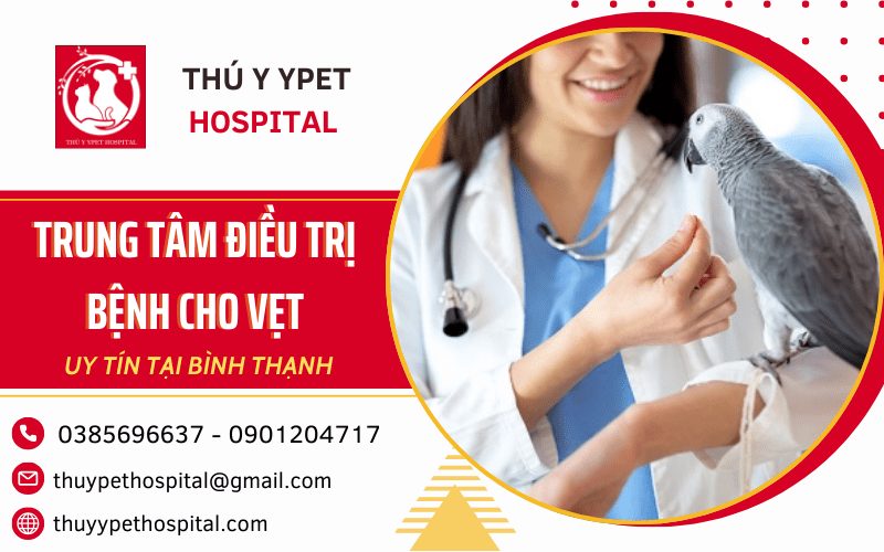 điều trị bệnh cho vẹt