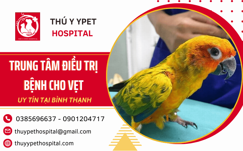 điều trị bệnh cho vẹt