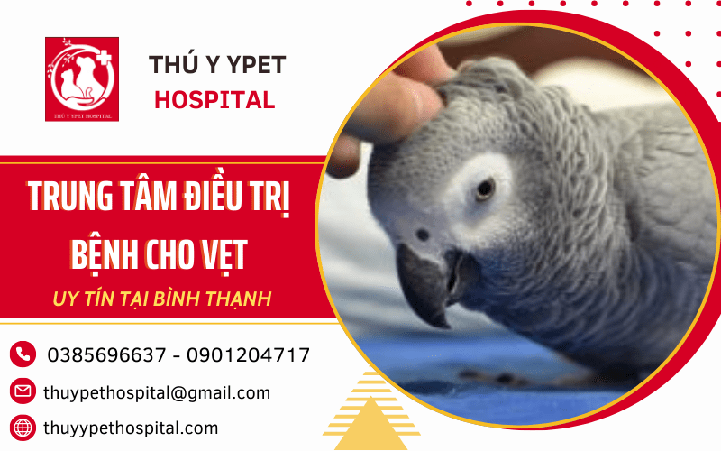 điều trị bệnh cho vẹt