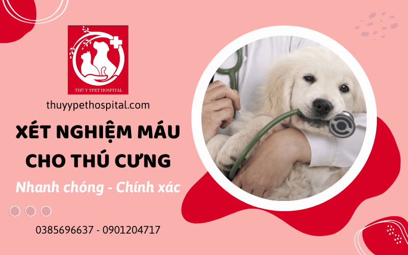 xét nghiệm máu cho thú cưng