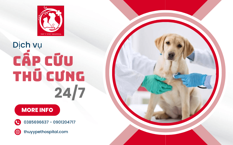 cấp cứu thú cưng