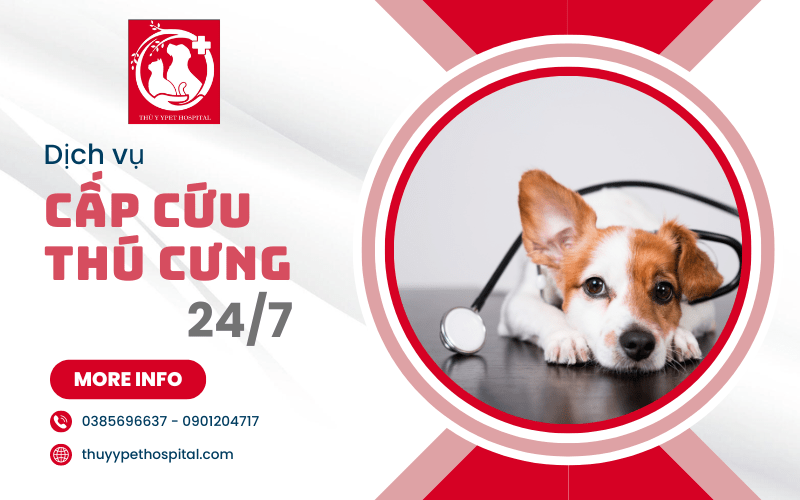 cấp cứu thú cưng