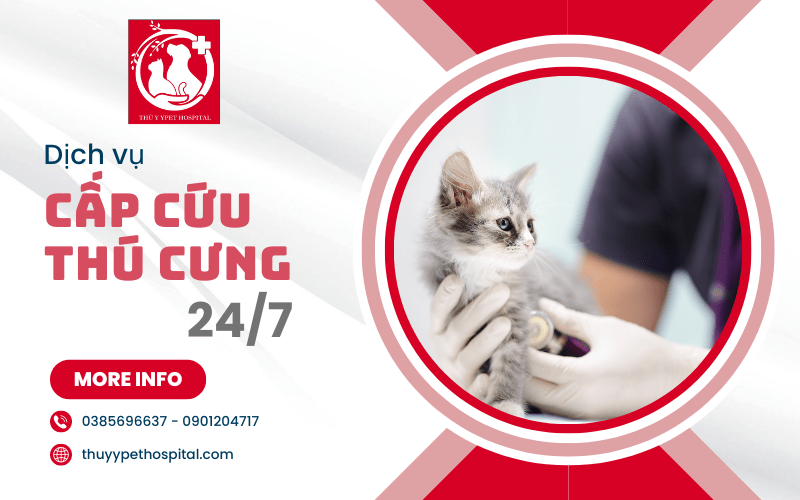 cấp cứu thú cưng