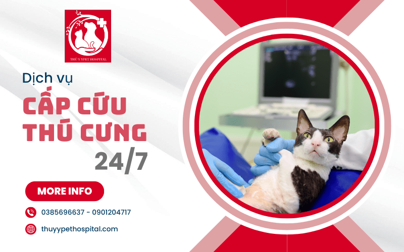 cấp cứu thú cưng