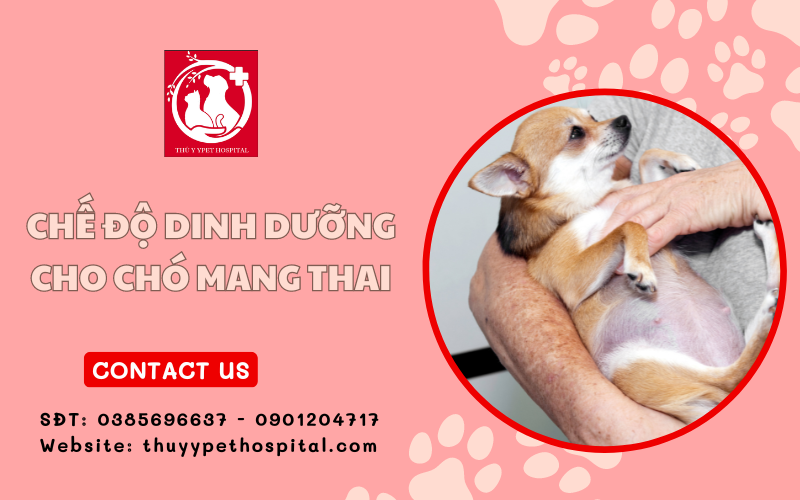 Chế độ dinh dưỡng và thức ăn phù hợp cho chó mang thai