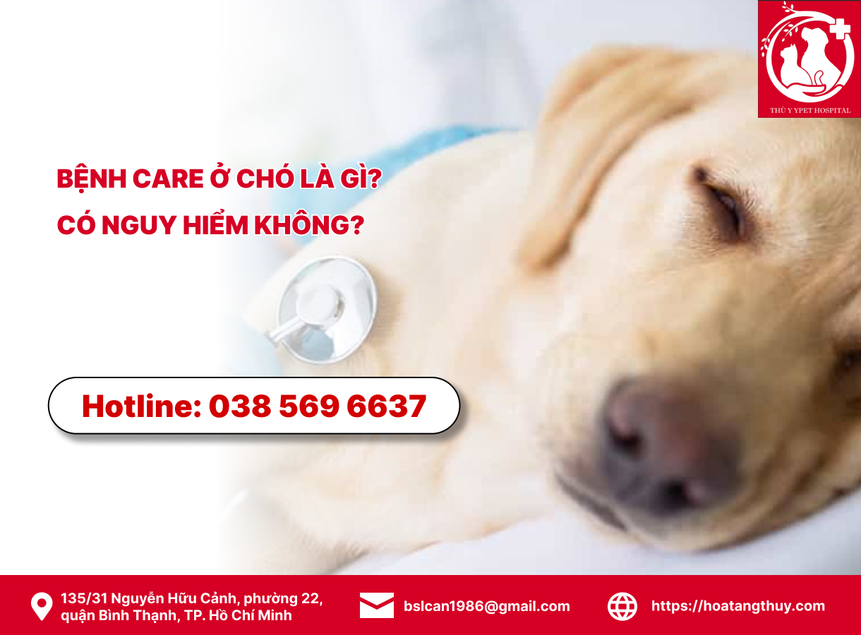 Bệnh care ở chó là gì? có nguy hiểm không?