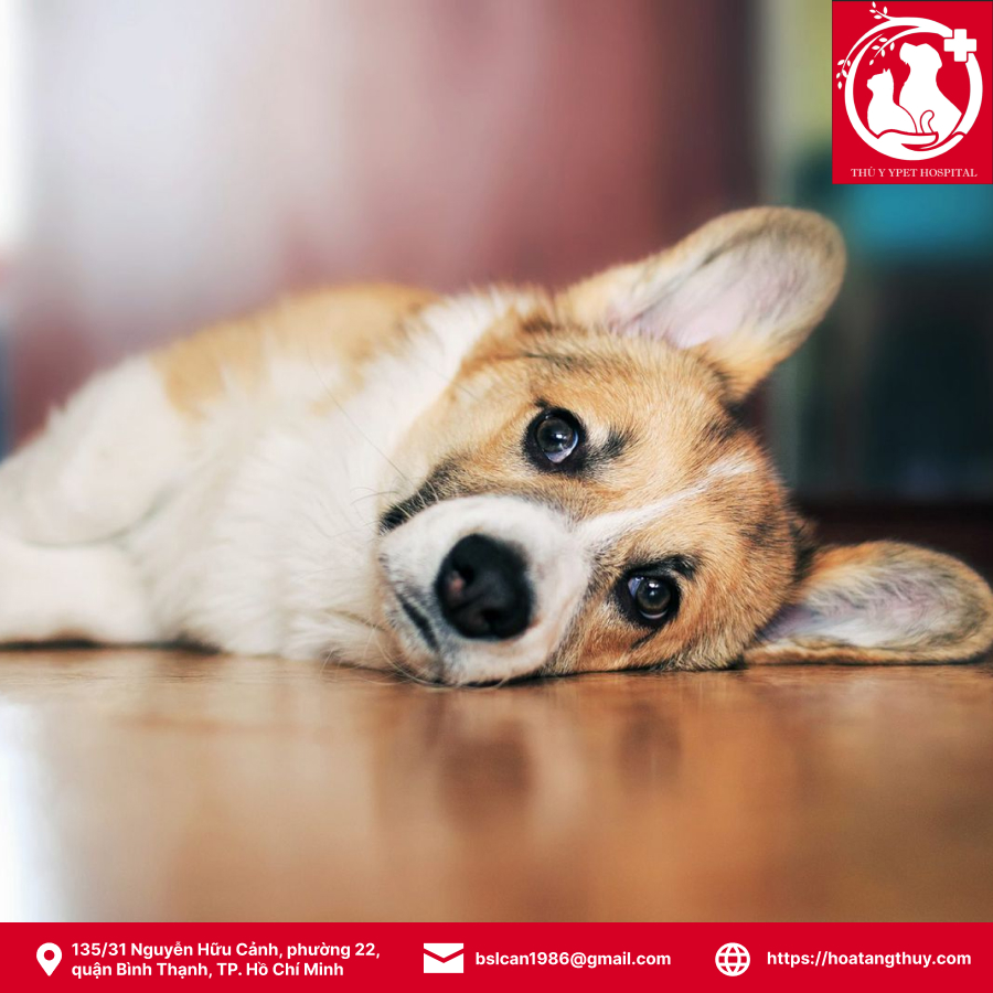 Hỏa táng thú cưng quận 1
