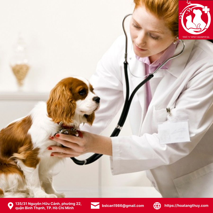 PARVO Ở CHÓ LÀ GÌ? CÁC GIAI ĐOẠN CỦA BỆNH? BỆNH PARVO Ở CHÓ CÓ CHỮA ĐƯỢC KHÔNG?