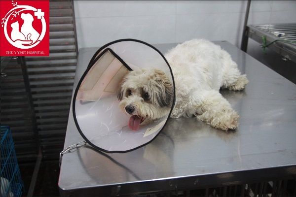 Bệnh cầu trùng ở chó là gì? có nguy hiểm không?