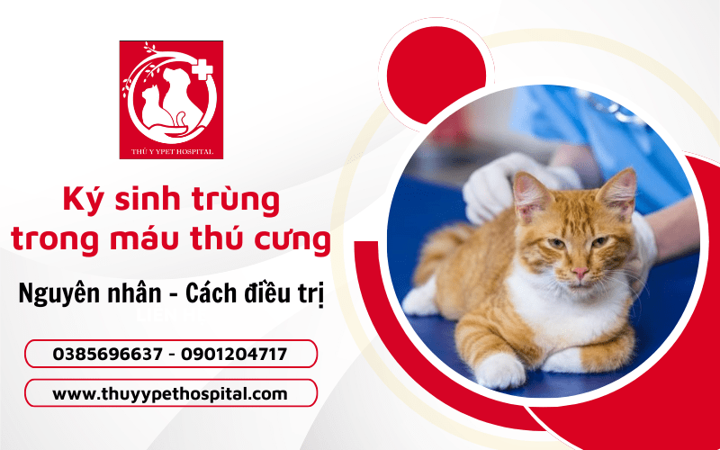 Bệnh ký sinh trùng trong máu ở thú cưng và phương pháp điều trị hiệu quả