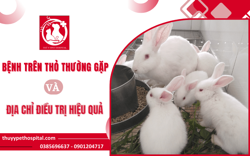 Những bệnh trên thỏ thường gặp và địa chỉ điều trị hiệu quả