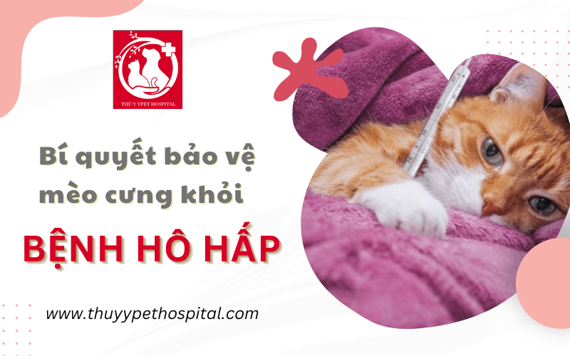 Bí quyết bảo vệ mèo cưng nhà bạn khỏi bệnh hô hấp