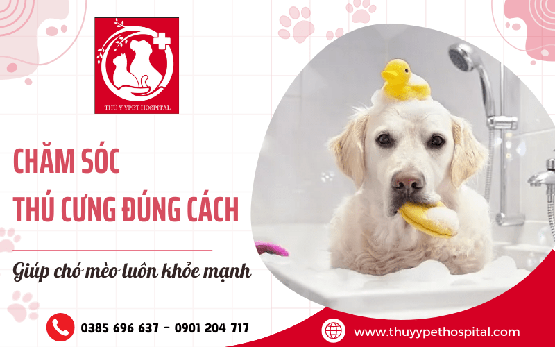 Bí quyết chăm sóc thú cưng đúng cách - Giúp các “boss” luôn khỏe mạnh