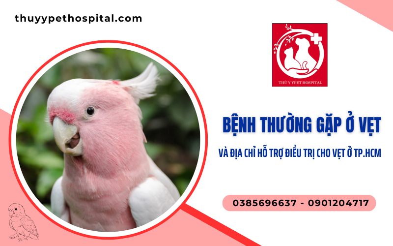 Các bệnh thường gặp ở vẹt mà người nuôi cần lưu ý
