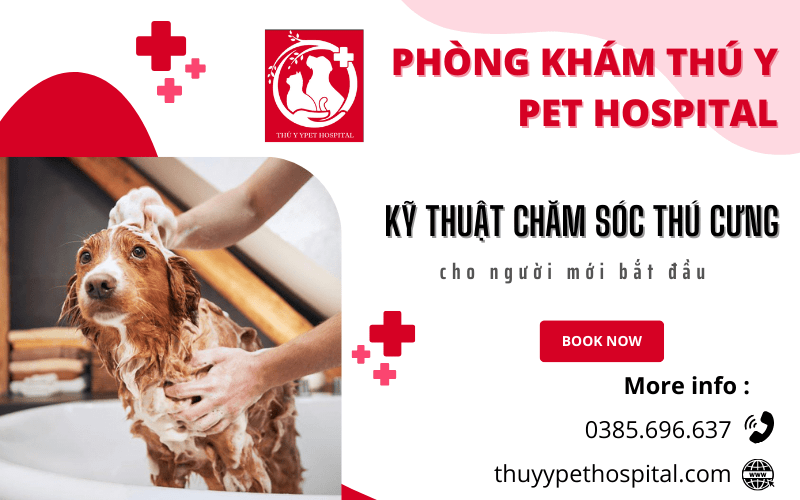 Cách chăm sóc thú cưng cơ bản cho người mới bắt đầu