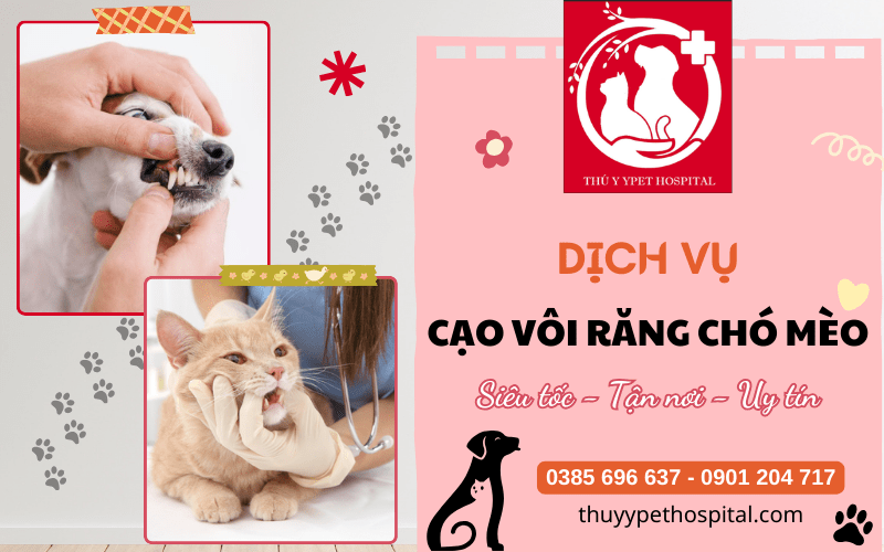 Cạo vôi răng chó mèo "siêu tốc, tận nơi" với Ypet Hospital
