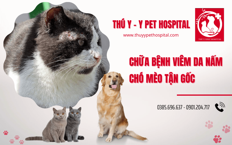 Địa chỉ chữa bệnh viêm da nấm chó mèo tận gốc tại HCM