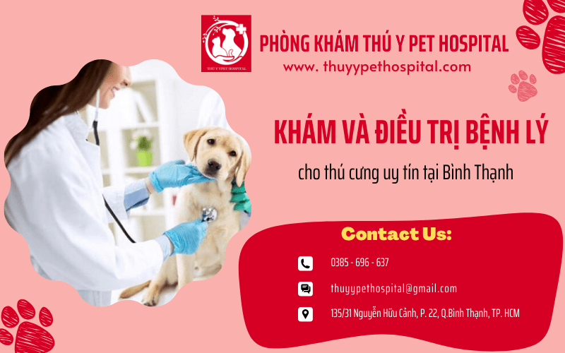 Dịch vụ khám và điều trị bệnh lý cho thú cưng uy tín tại Bình Thạnh