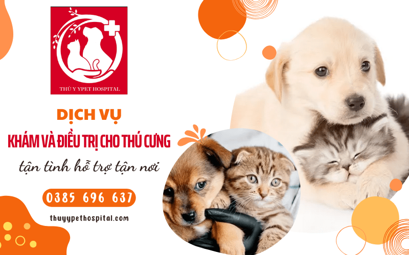 Dịch vụ khám và điều trị cho thú cưng tận nơi tại Bình Thạnh TPHCM
