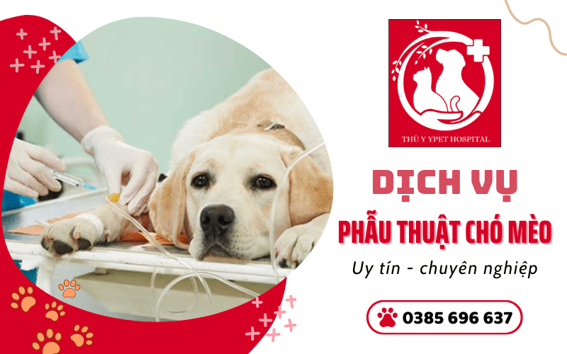 Dịch vụ phẫu thuật chó mèo cực uy tín & chuyên nghiệp YPet Hospital