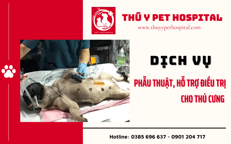 Dịch vụ phẫu thuật, hỗ trợ điều trị cho thú cưng tại Thú Y Pet Hospital Bình Thạnh