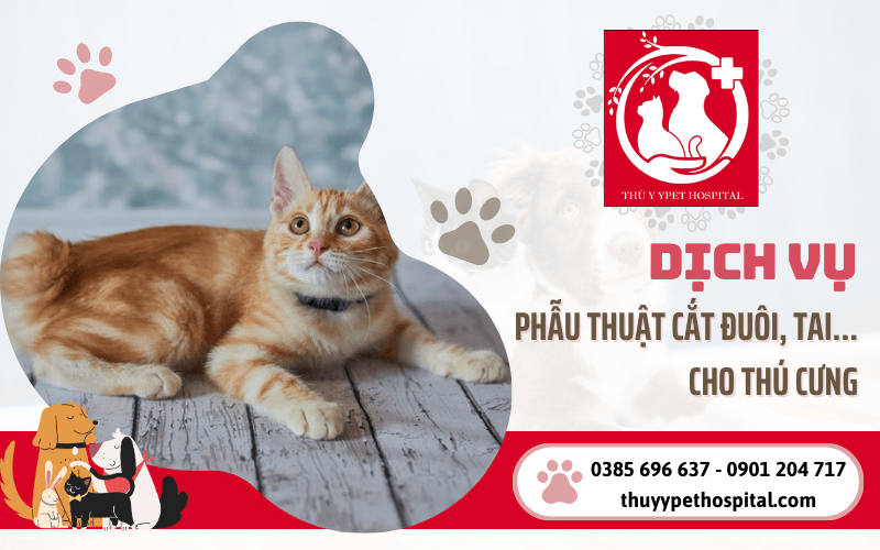 Dịch vụ phẫu thuật thẩm mỹ cắt đuôi, tai,... cho thú cưng tại Bình Thạnh TPHCM