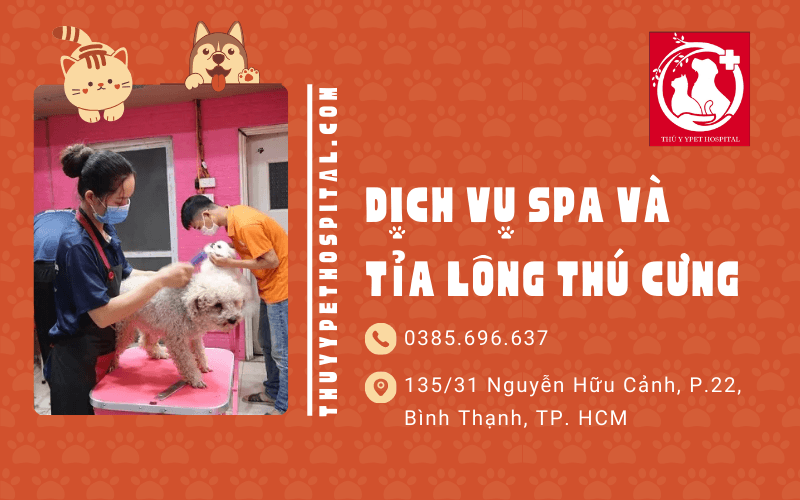 Dịch vụ spa - cắt tỉa lông thú cưng chuyên nghiệp tại Bình Thạnh