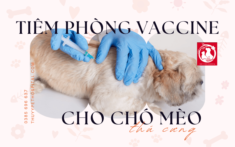Dịch vụ tiêm phòng vaccine cho chó mèo an toàn, chất lượng