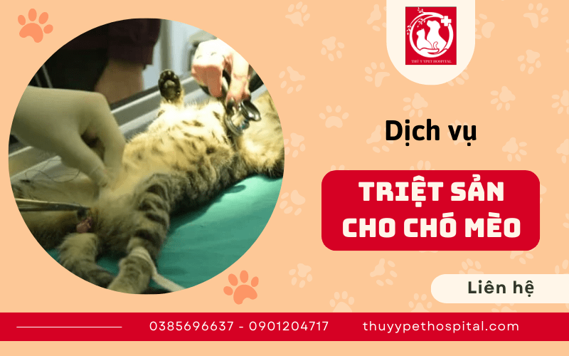 Dịch vụ triệt sản cho chó mèo tại Thú Y Pet Hospital Bình Thạnh